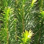 Melaleuca armillaris Blad