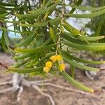 Acacia confusa Kukka