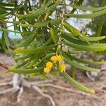 Acacia confusa Virág