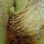 Platycerium elephantotis Other