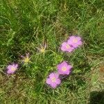 Sabatia campestris Flower