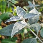 Buddleja globosa पत्ता