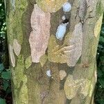 Savia dictyocarpa Bark