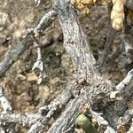 Anabasis articulata Bark