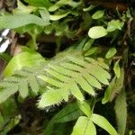 Pleopeltis polypodioides 葉