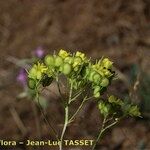 Biscutella mediterranea Λουλούδι