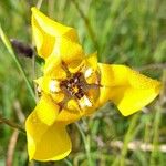 Cypella herbertii Flower