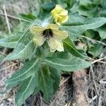 Hyoscyamus niger Flower