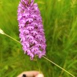 Anacamptis pyramidalisᱵᱟᱦᱟ