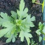 Chrysanthemum x grandiflorumFlor