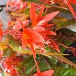 Begonia boliviensis Цвят