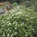 Rhododendron tolmachevii Habit