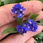 Myosotis alpestrisVirág