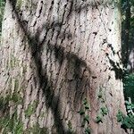 Quercus petraea Kabuk