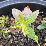 Hypericum kouytchense Likasa
