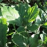 Panax quinquefolius Blad