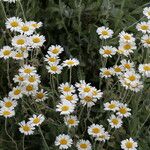 Tanacetum praeteritum Flower