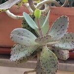 Kalanchoe marmorata Blad