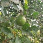 Irvingia gabonensis Frucht