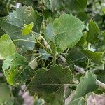 Populus deltoides Blatt