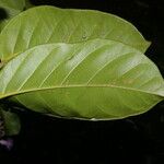 Maripa nicaraguensis Leaf