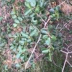 Azara celastrina Leaf