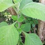 Plectranthus barbatus Leaf