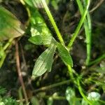 Ranunculus sardous Folha