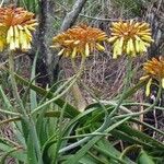 Aloe fievetii