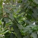 Ruellia tubiflora Other