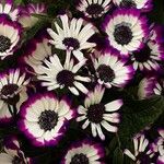 Pericallis cruenta Virág
