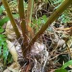 Acanthophoenix rubra Bark