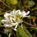 Saba senegalensis Blodyn