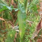 Rumex conglomeratus 葉