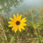 Coreopsis tripteris Bloem