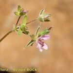 Erodium brachycarpum अन्य