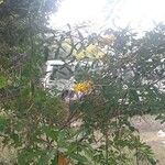 Crotalaria trichotoma Floare