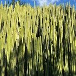 Euphorbia canariensis Feuille