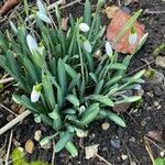 Galanthus nivalis Feuille