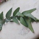 Eucalyptus cinerea 葉