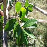 Strychnos madagascariensis Leaf