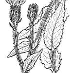 Hieracium picroides Egyéb