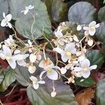 Begonia nigritarum Flower