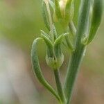 Linaria repens Vrucht