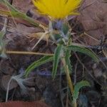 Centaurea hyalolepis Blatt