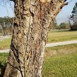 Betula nigraBark