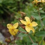 Hypericum richeri Flower