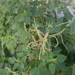 Amaranthus spinosus Blatt