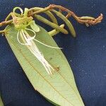 Bauhinia ungulata Other