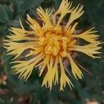 Centaurea collina 叶